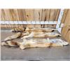 Image 6 : 3 Red Fox Soft Tanned Furs Taxidermy
