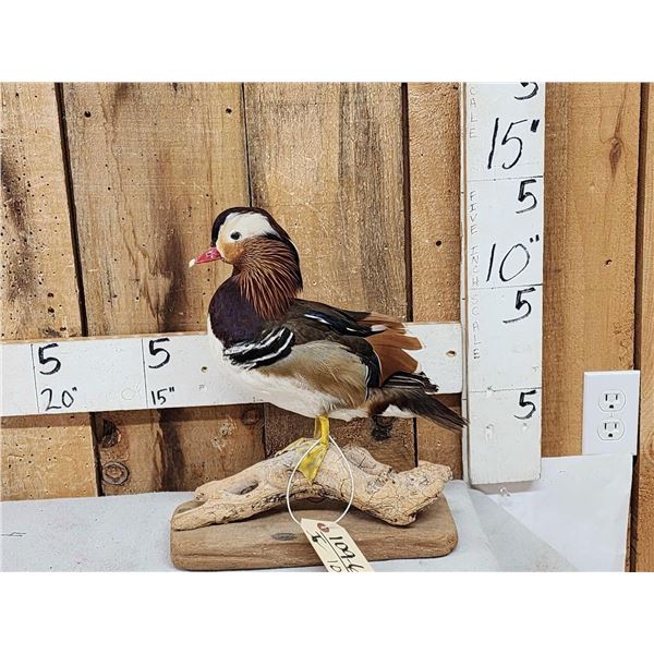 Mandarin Duck Full Body Bird Taxidermy