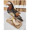 Image 4 : Mandarin Duck Full Body Bird Taxidermy