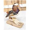 Image 6 : Mandarin Duck Full Body Bird Taxidermy