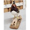 Image 7 : Mandarin Duck Full Body Bird Taxidermy