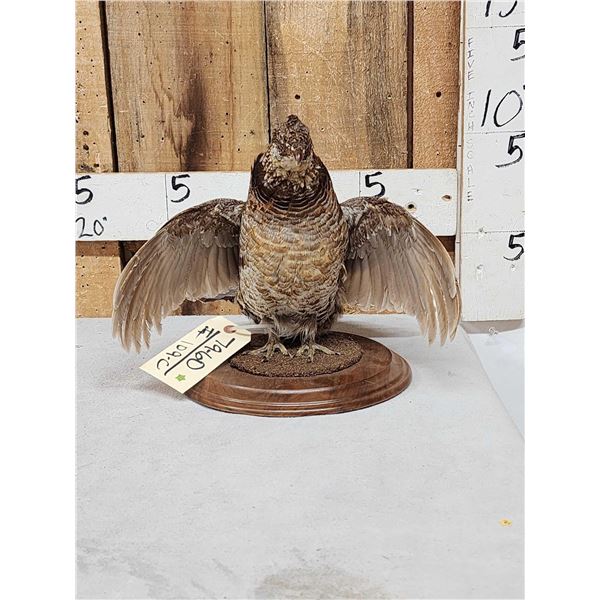 Ruffed Grouse Full Body Bird Taxidermy