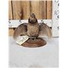 Image 1 : Ruffed Grouse Full Body Bird Taxidermy