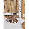 Image 2 : Ruffed Grouse Full Body Bird Taxidermy