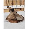 Image 4 : Ruffed Grouse Full Body Bird Taxidermy
