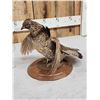 Image 5 : Ruffed Grouse Full Body Bird Taxidermy