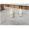 Image 4 : 2 Coyote Skulls Taxidermy