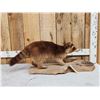 Image 1 : Color Phase Raccoon Full Body Taxidermy Mount