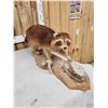 Image 3 : Color Phase Raccoon Full Body Taxidermy Mount