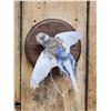 Image 2 : Budgie Parakeet In Flight Bird Taxidermy