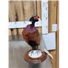 Image 2 : Ringneck Pheasant Full Body Bird Taxidermy
