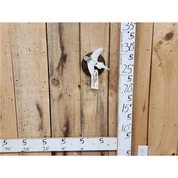 Budgie Parakeet In Flight