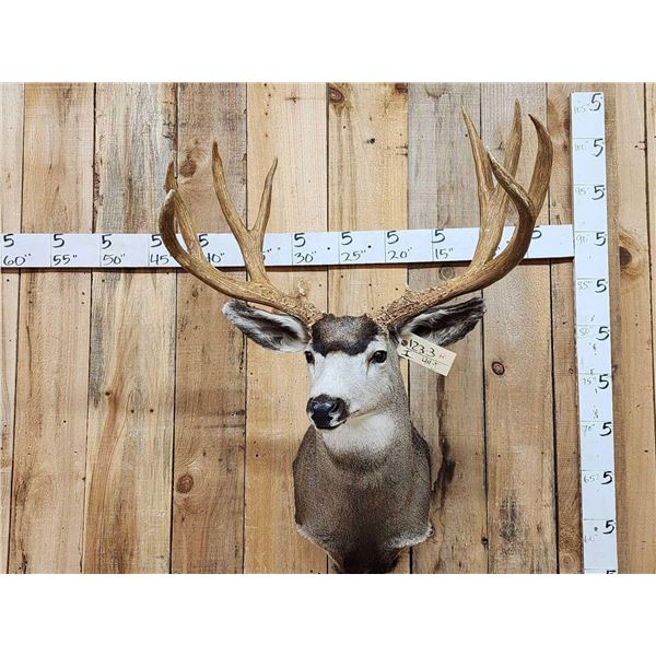 192 1/8" Net Typical Mule Deer Shoulder Mount Taxidermy