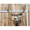 Image 1 : 192 1/8" Net Typical Mule Deer Shoulder Mount Taxidermy
