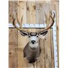 Image 2 : 192 1/8" Net Typical Mule Deer Shoulder Mount Taxidermy