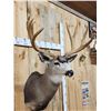 Image 3 : 192 1/8" Net Typical Mule Deer Shoulder Mount Taxidermy
