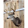 Image 4 : 192 1/8" Net Typical Mule Deer Shoulder Mount Taxidermy