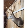 Image 5 : 192 1/8" Net Typical Mule Deer Shoulder Mount Taxidermy