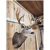 Image 6 : 192 1/8" Net Typical Mule Deer Shoulder Mount Taxidermy