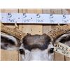 Image 7 : 192 1/8" Net Typical Mule Deer Shoulder Mount Taxidermy