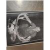 Image 8 : 192 1/8" Net Typical Mule Deer Shoulder Mount Taxidermy