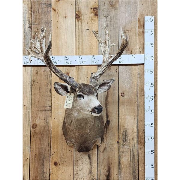 Heavy Mass Nontypical Mule Deer Shoulder Mount Taxidermy