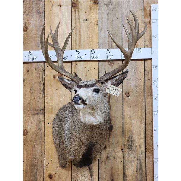 Monster 8x7 Mule Deer Shoulder Mount Taxidermy