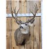 Image 1 : Monster 8x7 Mule Deer Shoulder Mount Taxidermy