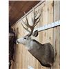 Image 2 : Monster 8x7 Mule Deer Shoulder Mount Taxidermy