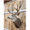 Image 3 : Monster 8x7 Mule Deer Shoulder Mount Taxidermy