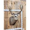 Image 4 : Monster 8x7 Mule Deer Shoulder Mount Taxidermy