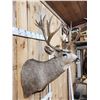 Image 5 : Monster 8x7 Mule Deer Shoulder Mount Taxidermy
