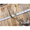 Image 6 : Monster 8x7 Mule Deer Shoulder Mount Taxidermy
