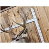 Image 7 : Monster 8x7 Mule Deer Shoulder Mount Taxidermy