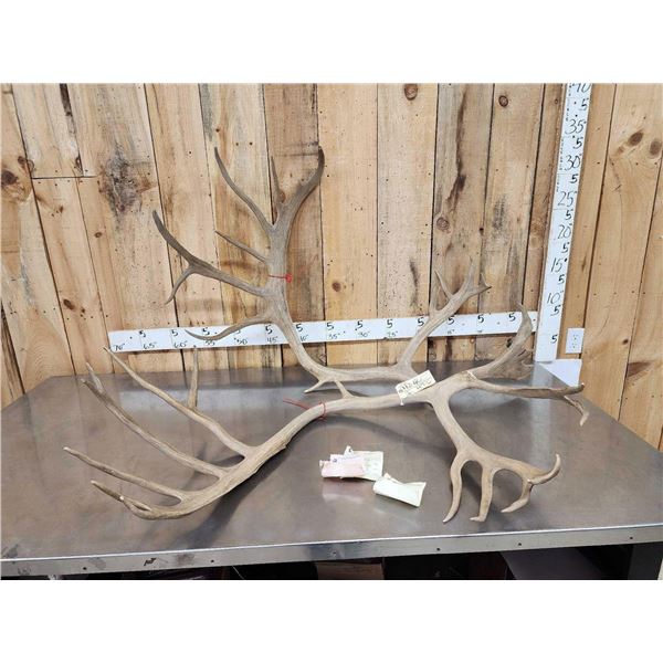 Officially Scored #2 In The World Barren Ground Caribou Shed Antlers