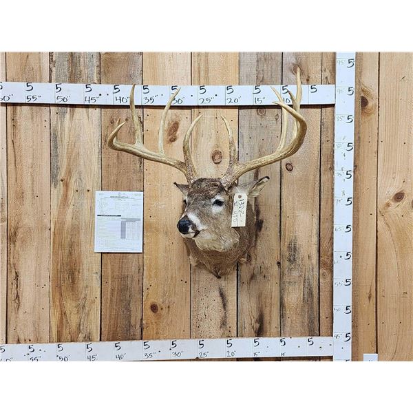 186 3/8" Net Typical Whitetail Shoulder Mount Taxidermy