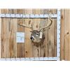 Image 1 : 186 3/8" Net Typical Whitetail Shoulder Mount Taxidermy