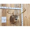 Image 2 : 186 3/8" Net Typical Whitetail Shoulder Mount Taxidermy