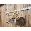 Image 3 : 186 3/8" Net Typical Whitetail Shoulder Mount Taxidermy