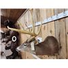 Image 4 : 186 3/8" Net Typical Whitetail Shoulder Mount Taxidermy