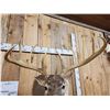 Image 5 : 186 3/8" Net Typical Whitetail Shoulder Mount Taxidermy