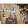 Image 6 : 186 3/8" Net Typical Whitetail Shoulder Mount Taxidermy