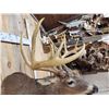 Image 7 : 186 3/8" Net Typical Whitetail Shoulder Mount Taxidermy