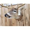 Image 8 : 186 3/8" Net Typical Whitetail Shoulder Mount Taxidermy