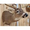 Image 9 : 186 3/8" Net Typical Whitetail Shoulder Mount Taxidermy