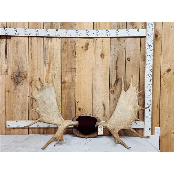 54" Wide Moose Antlers On Plaque