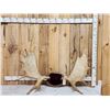 Image 1 : 54" Wide Moose Antlers On Plaque