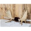 Image 2 : 54" Wide Moose Antlers On Plaque