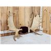 Image 3 : 54" Wide Moose Antlers On Plaque