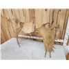 Image 5 : 54" Wide Moose Antlers On Plaque